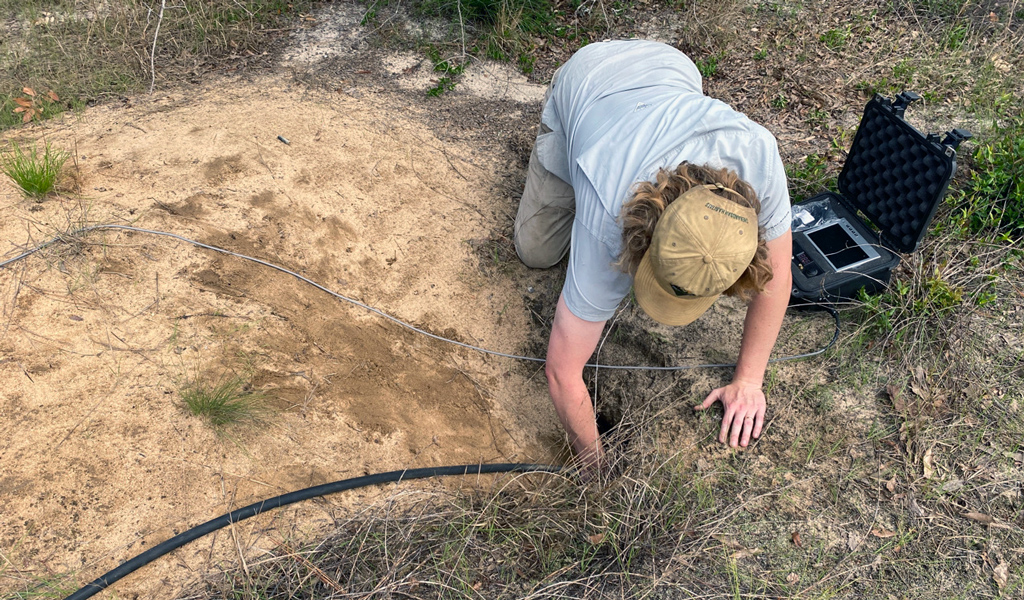 A biologist inserts a scope into a burrow that showed signs of gopher tortoise activity.