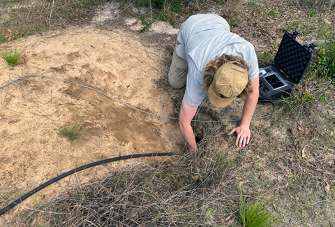 A biologist inserts a scope into a burrow that showed signs of gopher tortoise activity.