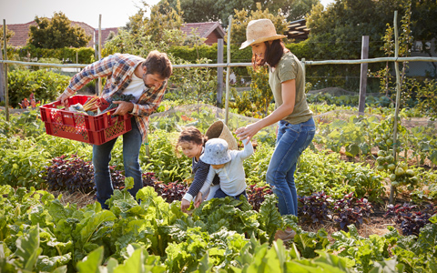 Family Harvesting Produce Together