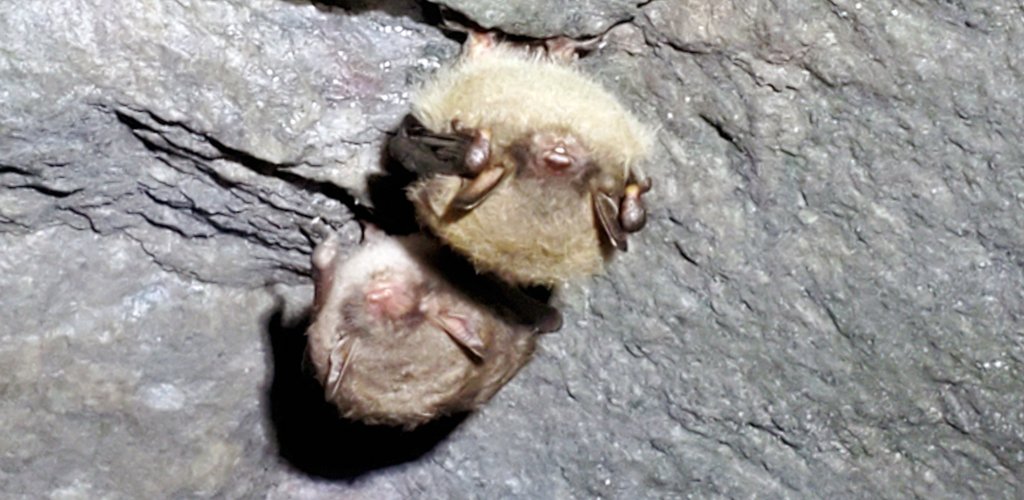 Little Brown Bat and Indiana Bat (right).