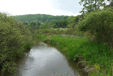A stream flows through a wooded area.