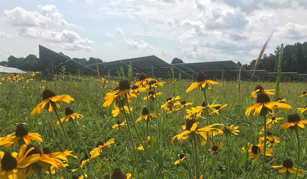 A field of sunflowers in front of rows of solar panels.