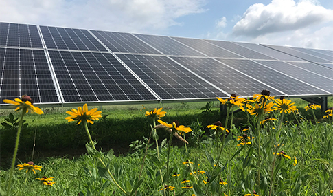 Solar panels reflect the sun behind yellow wildflowers.