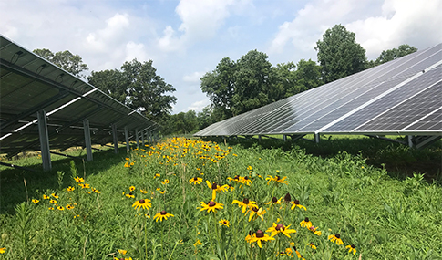 Rows of yellow wildflowers alternate between solar panels to attract pollinators.