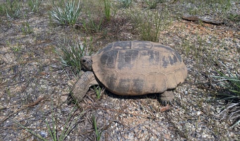 A gopher tortoise spotted on site during the survey.