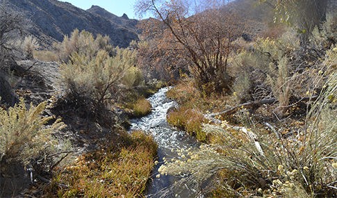 River flowing through desert vegetation with mountains in the background.