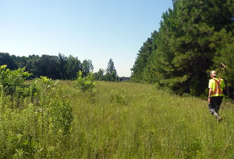 VHB surveyor walking through field. 