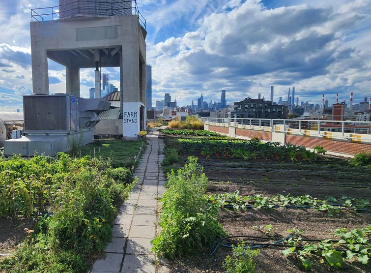 A rooftop garden in New York City. 