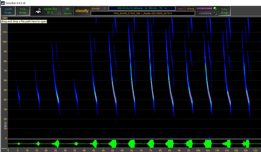 NLEB spectrogram recorded during an acoustic survey.