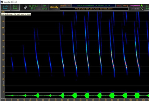 NLEB spectrogram recorded during an acoustic survey.