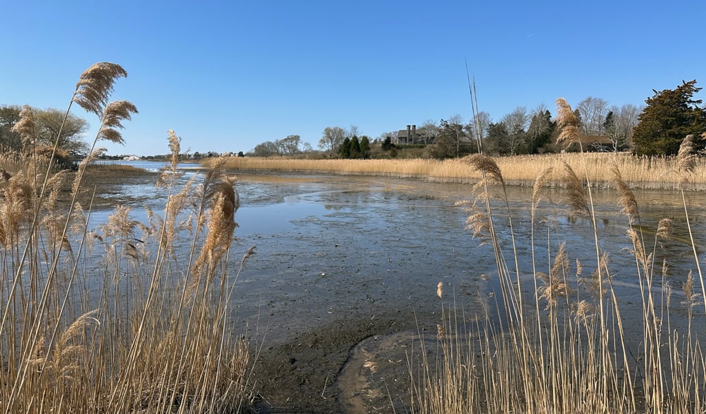 Muddy water, showing sediment buildup at Georgica Pond, before restoration efforts.