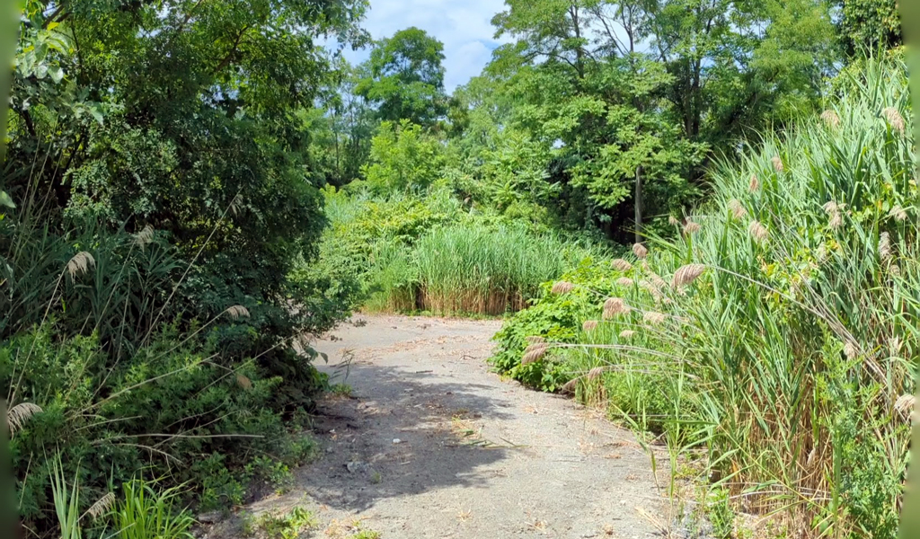 Multi-use trail bordered by native plants.