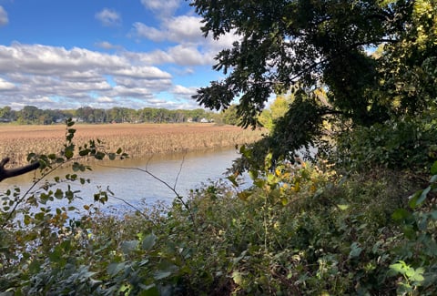 Tree-lined path surrounded by green vegetation.