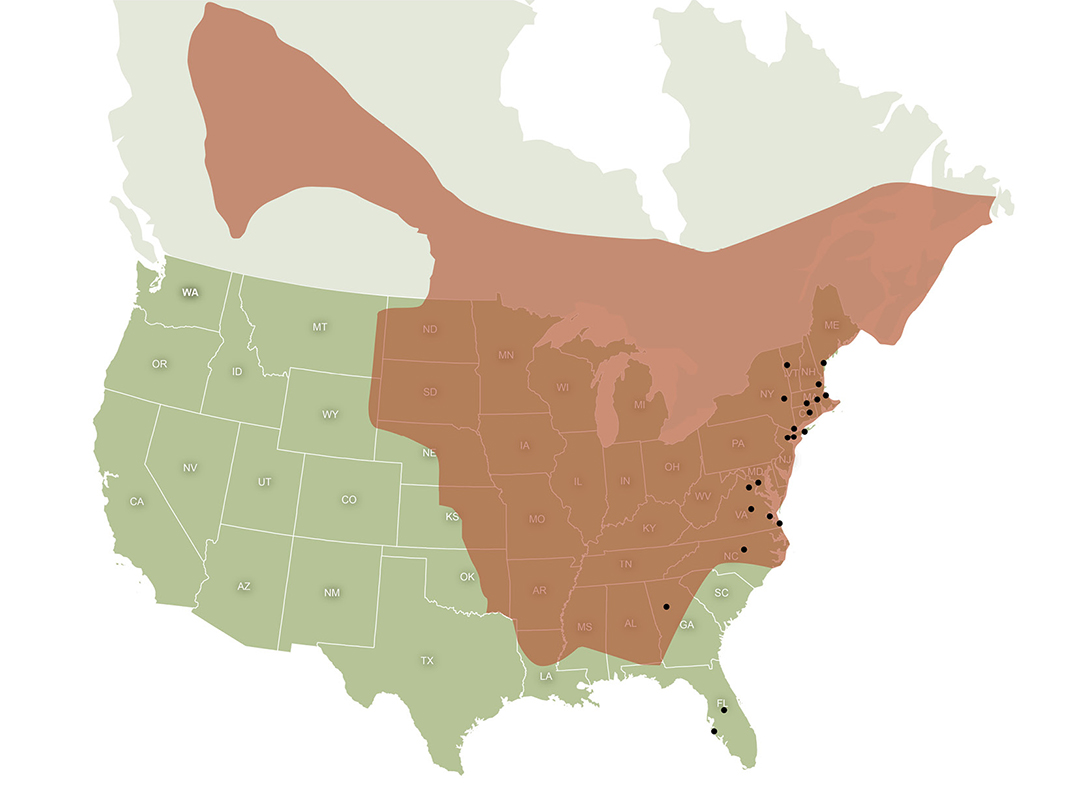 Range of the northern long-eared bat in relation to VHB offices.