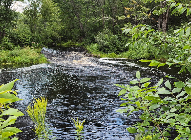 A river surrounded by foliage.