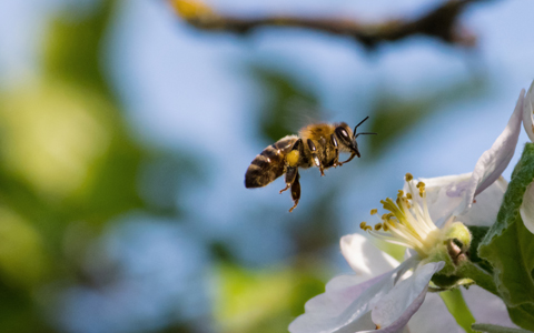 A bee in mid-air approaching a white flower