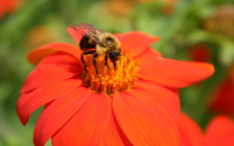 Bee pollinating flower