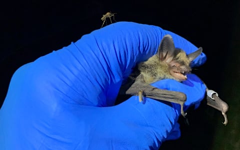 Northern long-eared bat in hand during a mist netting survey.