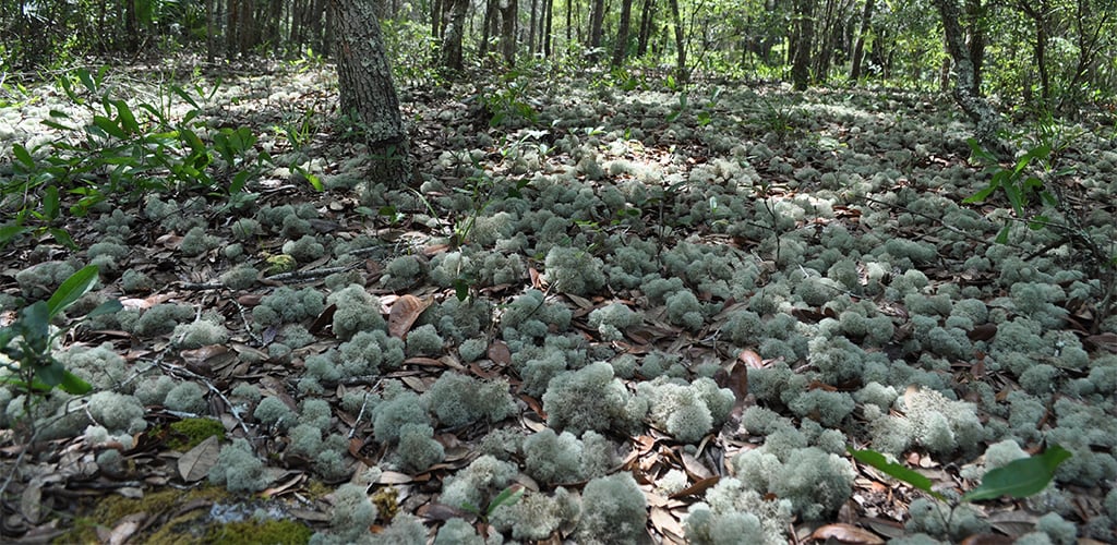 A dusting of reindeer moss carpets the ground in a section of the proposed Rideout Point Preserve Park