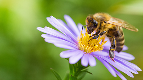 Image of bee pollinating a flower