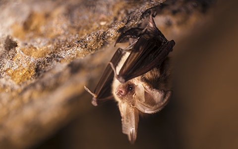 Long eared bat in cave Environmental Scientists Share Insights at Transportation & Wildlife Conference
