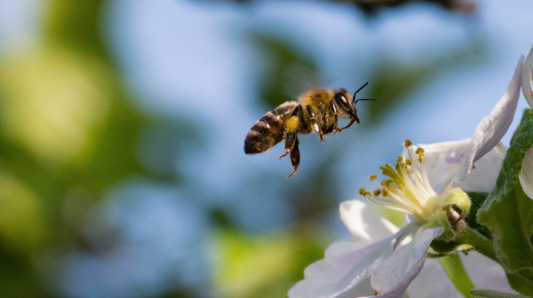 A bee in mid-air approaching a white flower