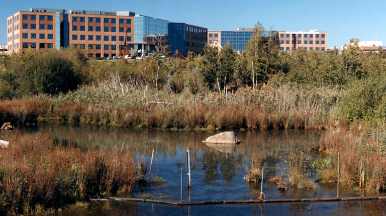 A pond and wetlands with brick office buildings in the background.