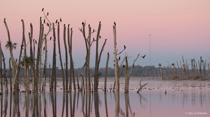 A group of birds sitting on trees in a wetland