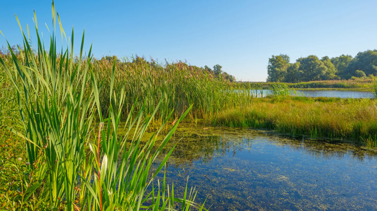 Shore of a lake in summer