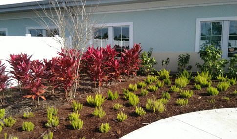A variety of tropical plantings in a garden bed outside of a Veterans nursing home.