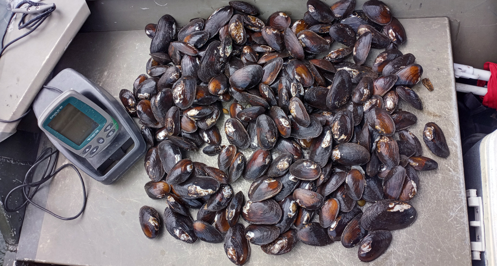 A haul of mussels in a small boat from a mussel sweep survey.