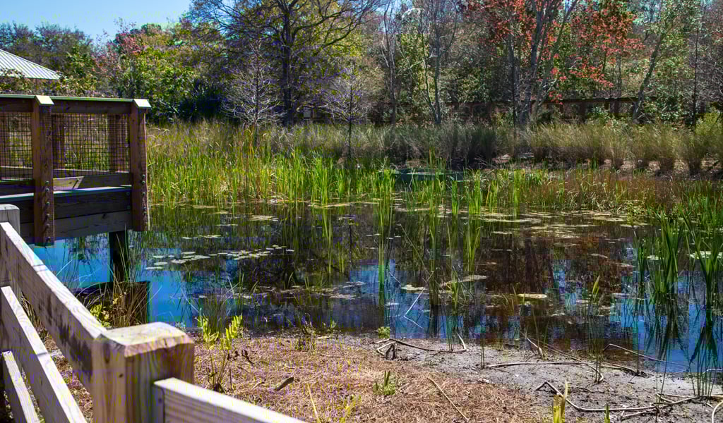A boardwalk beside a natural pond.