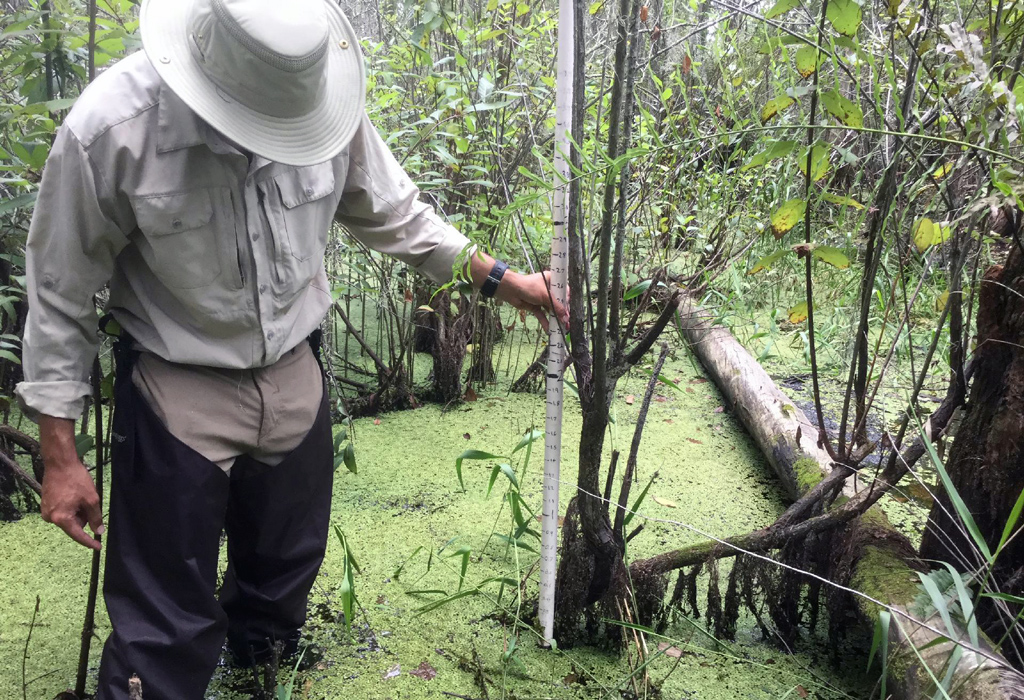 John uses measurements from adventitious roots (structures that form when rises in water levels inhibit a plant’s ability to breathe through its normal roots) to determine recent water levels and help gauge the health of the wetland ecosystem.  