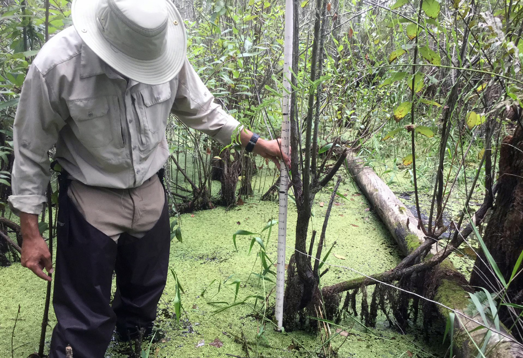 John uses measurements from adventitious roots (structures that form when rises in water levels inhibit a plant’s ability to breathe through its normal roots) to determine recent water levels and help gauge the health of the wetland ecosystem.
