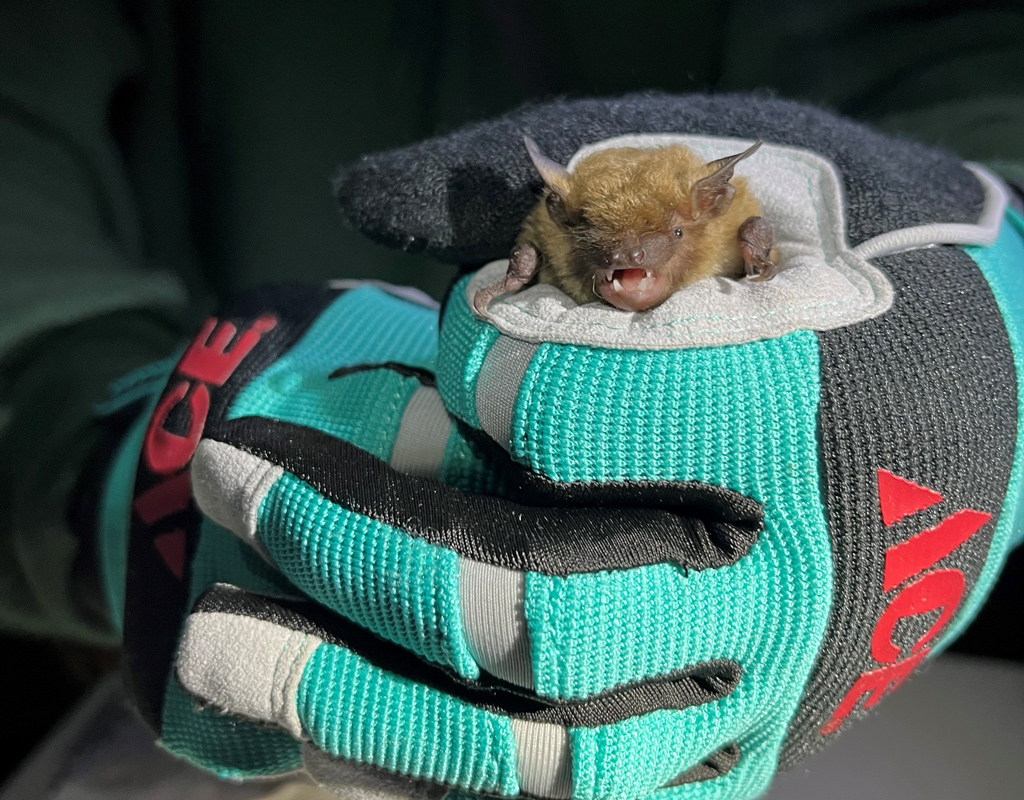 Big Brown Bat being held in someone’s hands. 