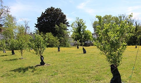 Newly planted fruit trees in the Newport News Food Forest.