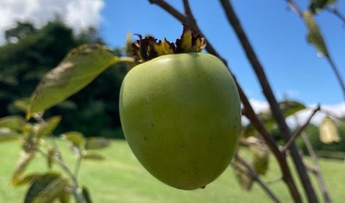 A growing apple last summer on the fruit trees at the Newport News Food Forest.