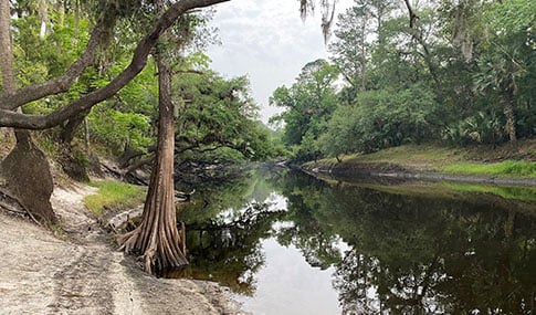 A river with trees and grass