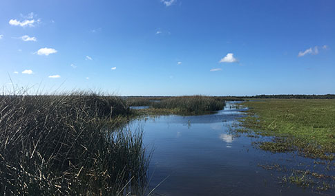 A wetland with grass and blue sky 