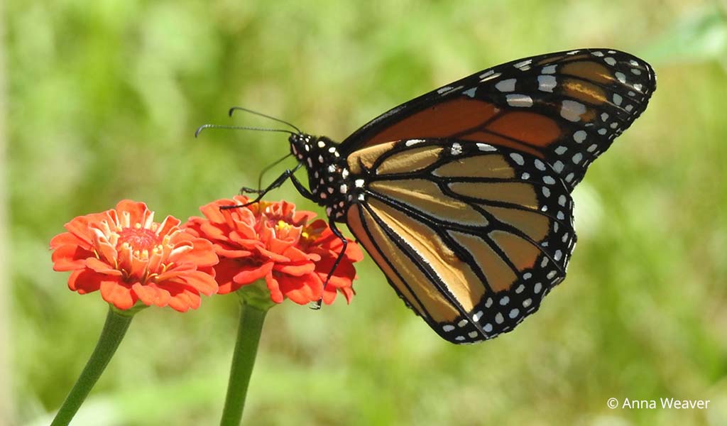 A monarch butterfly sits on a pollinator-friendly plant with red bloom. Photo ©Anna Weaver