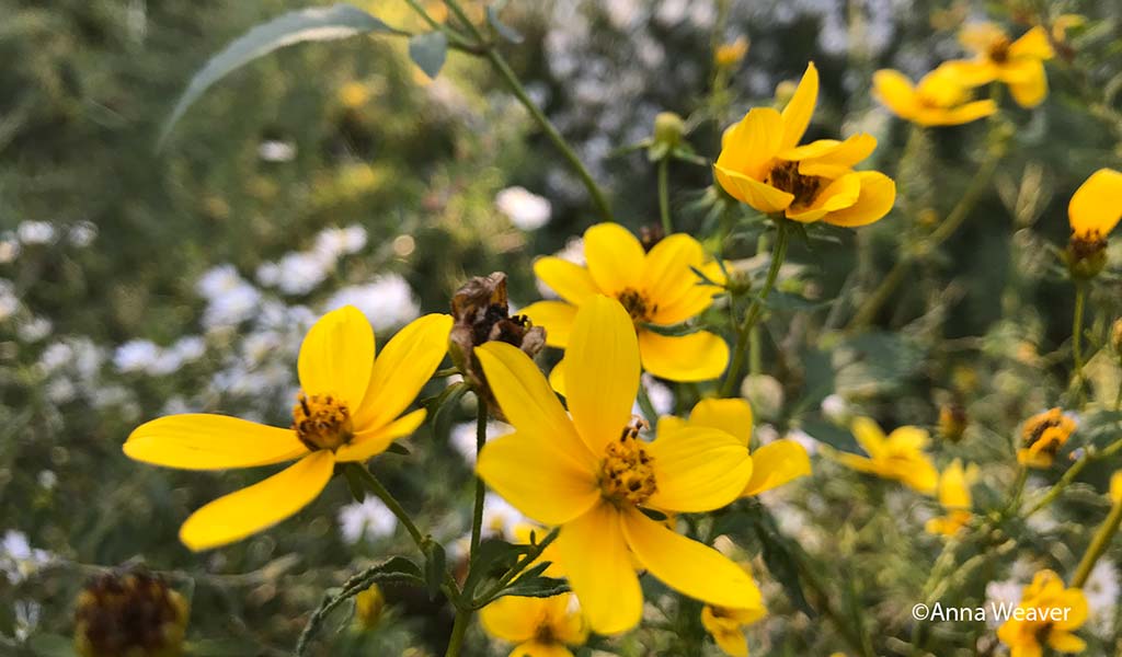 Yellow pollinator-friendly flowers in bloom. Photo ©Anna Weaver