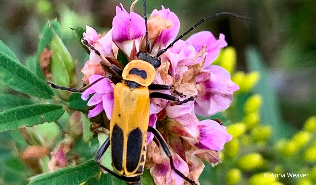 A goldenrod solider beetle sits on a pollinator-friendly plant with a purple bloom. Photo ©Anna Weaver