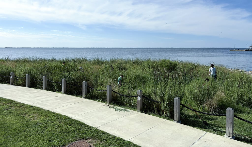 Student volunteers conduct habitat monitoring and manually remove invasive plants to support the long-term performance of Patchogue's living shoreline.