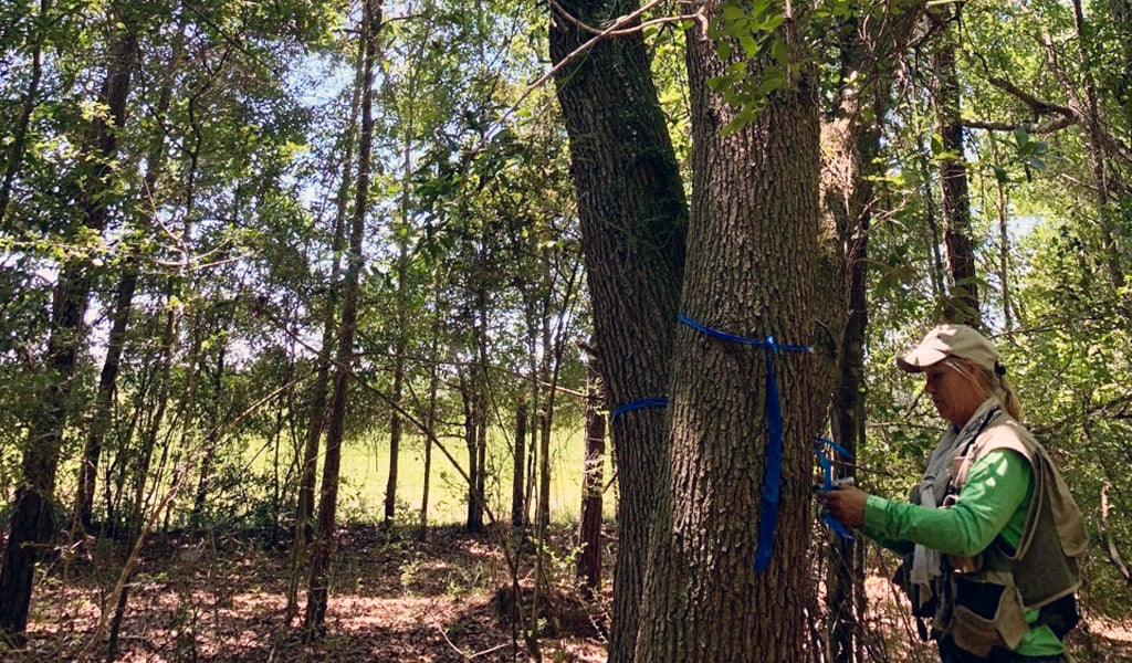 A woman wearing a hat and vest is standing in a Florida forest measuring a tree.