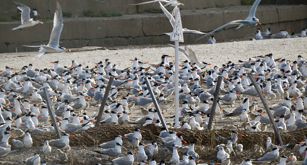 A large Tern colony on Fort Wool.