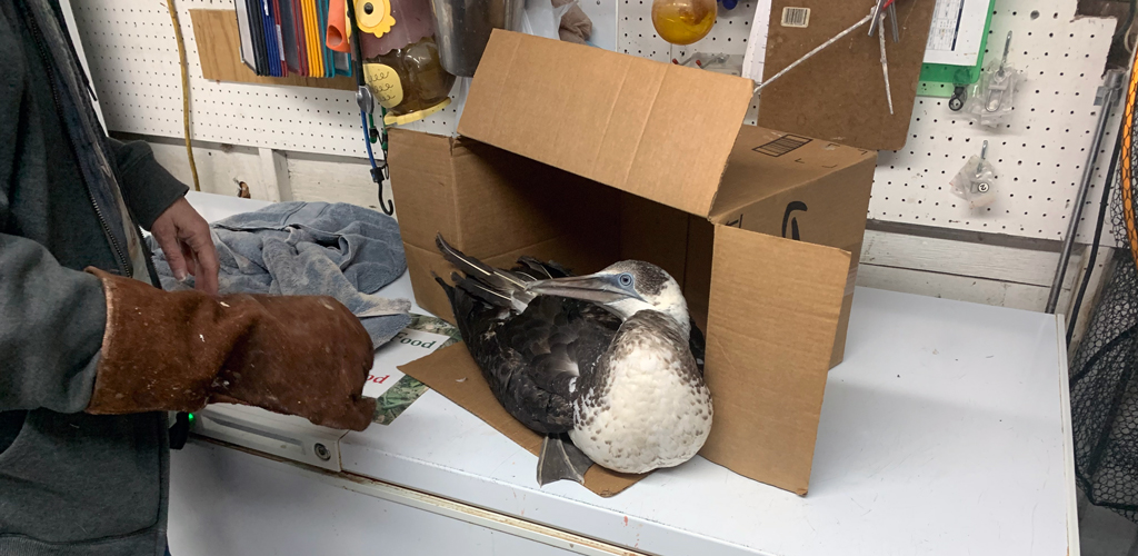 A Northern Gannet sits in a box after arriving at the rehabilitator.