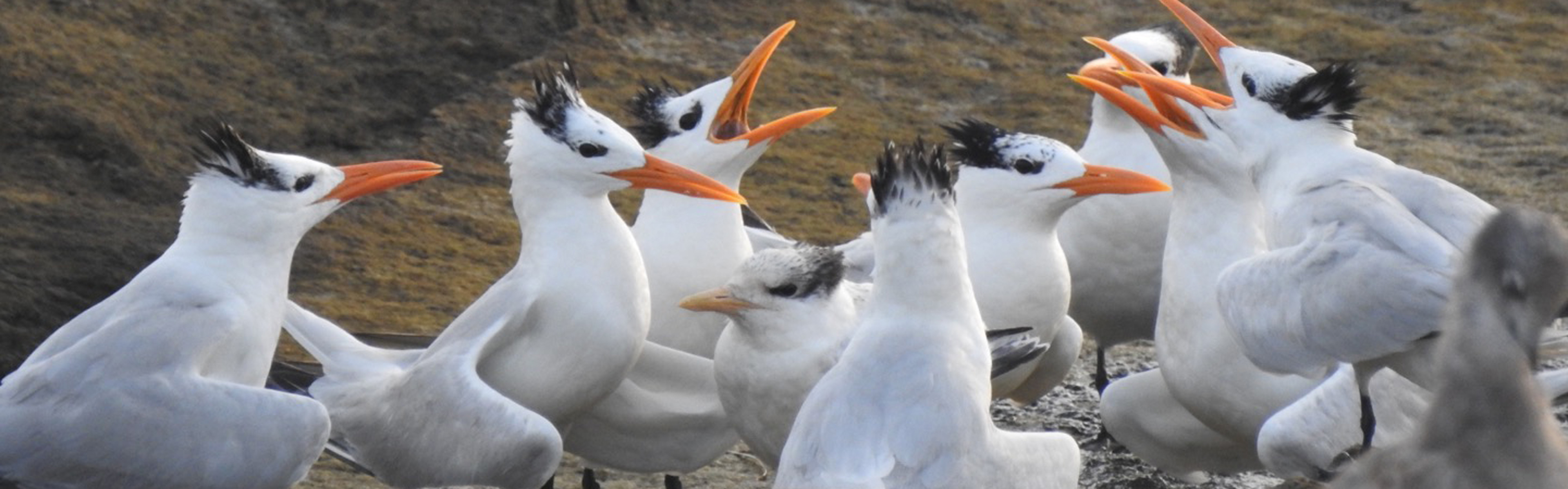 A group of Royal Terns sit together on South Island