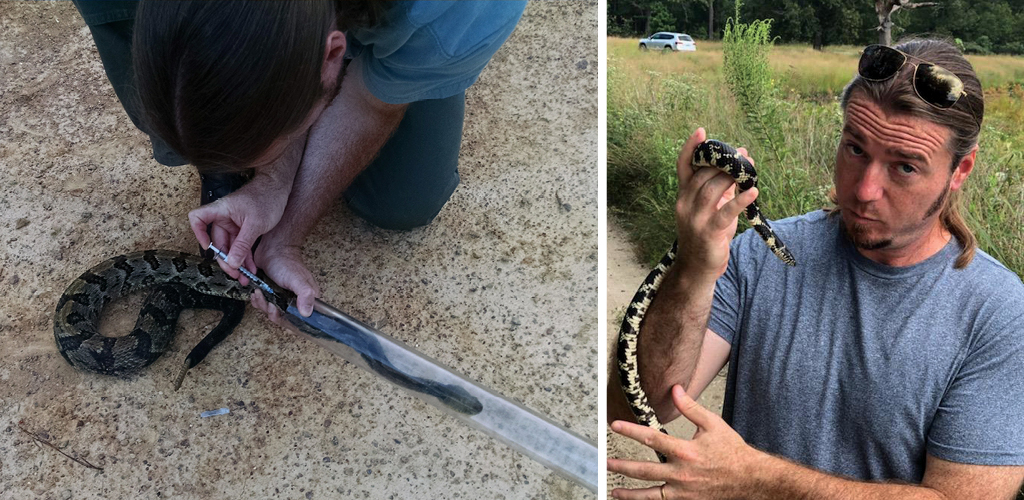 Collage of David Cooper administering an antibiotic and holding snakes