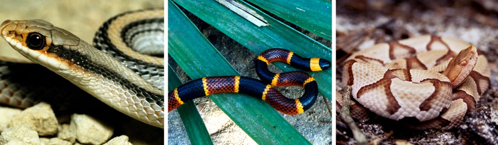 A collage of A Big Bend patch-nosed Snake in Texas, An Eastern Coral Snake in Florida and A Southern Copperhead in North Carolina.