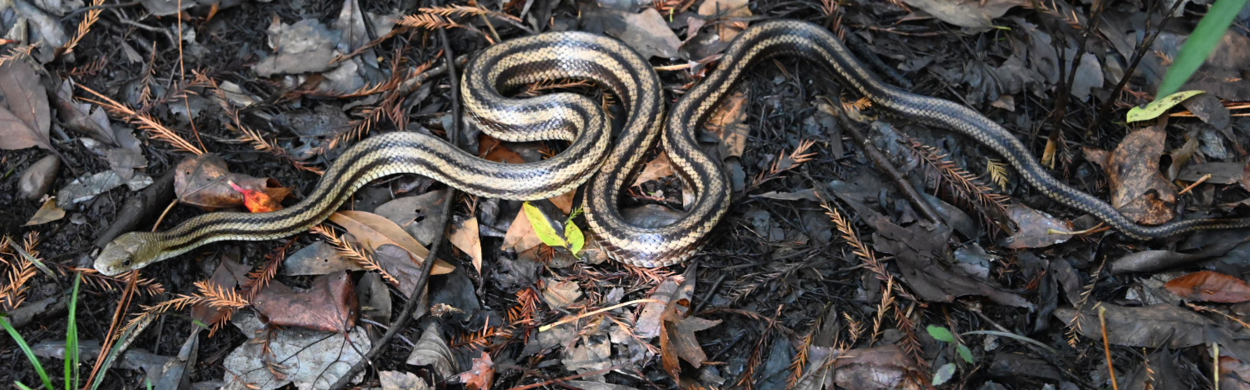 A black and yellow snake slithering through the woods. 